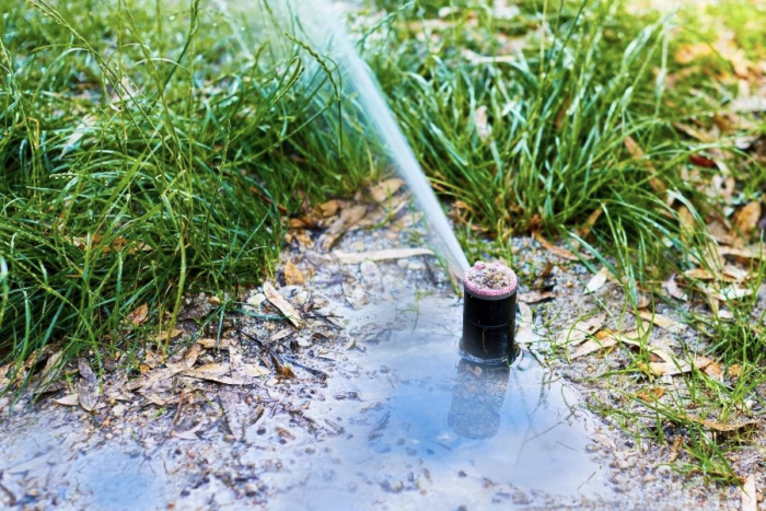 Leaking sprinkler head requiring irrigation repair